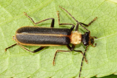 Podabrus flavicollis