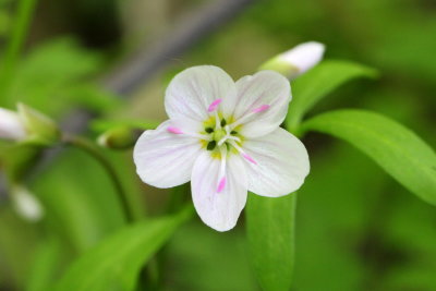 Spring Beauty (Claytonia virginica), family Portulacaceae