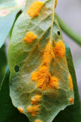 Mayapple Rust (Allodus podophylli)