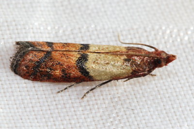 Indian Meal Moth, Hodges#6019 Plodia interpunctella