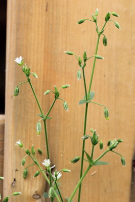 Field Chickweed (Cerastium arvense)