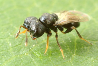 Cratomus megacephalus, family Pteromalidae