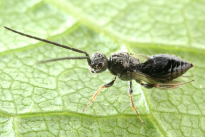 Megaspilidae