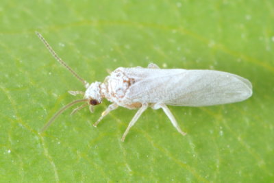 Dustywing, family Coniopterygidae