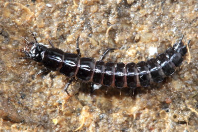 carabid larva