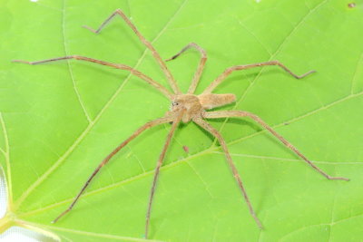 Pisaurina mira