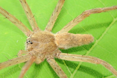 Pisaurina mira