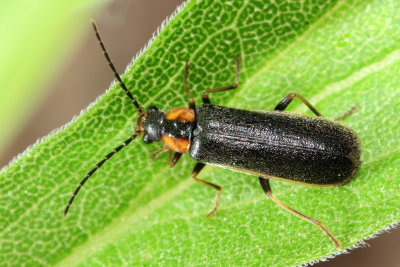 Family Cantharidae - Soldier Beetles