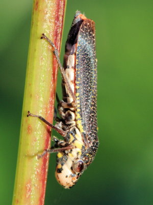 Speckled Sharpshooter, Paraulacizes irrorata (Cicadellinae)