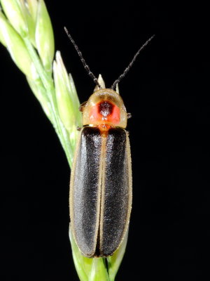 Big Dipper Firefly (Photinus pyralis)