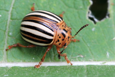 Order Coleoptera - Beetles