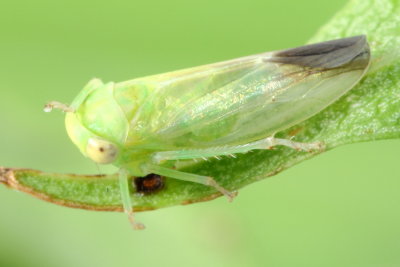 Populicerus gillettei (Eurymelinae)