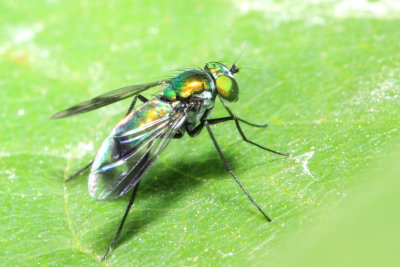 Family Dolichopodidae - Long-legged Flies