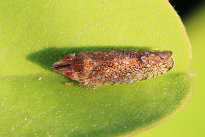 Scaphytopius acutus (Deltocephalinae)