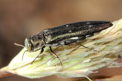 Family Buprestidae - Metallic Wood-boring Beetles