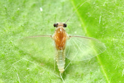 Caenis sp.