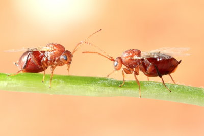 Gall Wasps, family Cynipidae