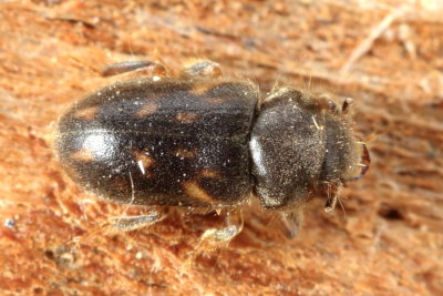 Heterocerus sp.