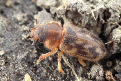 Family Heteroceridae - Variegated Mud-loving Beetles