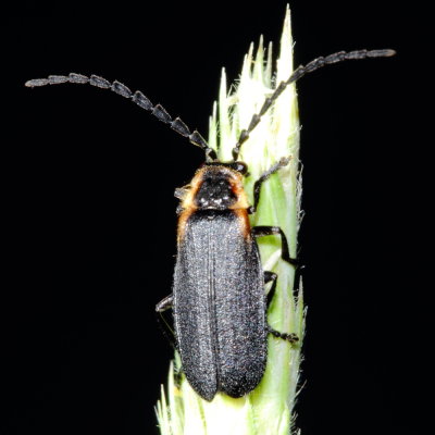 Polemius laticornis