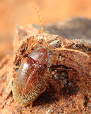 Ptilodactyla sp., family Ptilodactylidae