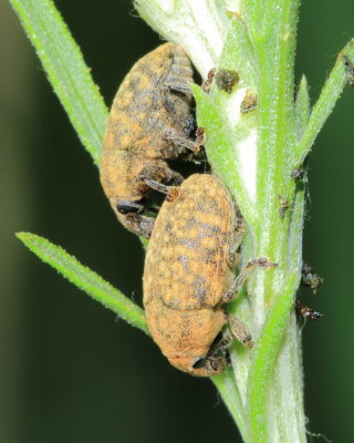 Knapweed Seedhead Weevil (Larinus (Larinomesius) obtusus)