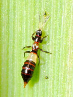 Predatory Thrips, Franklinothrips sp., family Aeolothripidae