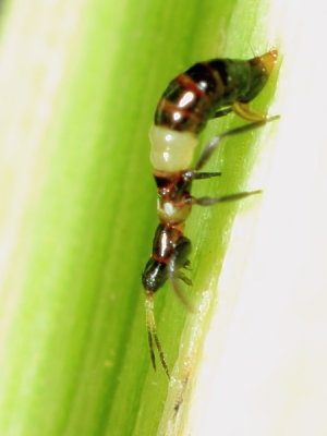 Predatory Thrips, Franklinothrips sp., family Aeolothripidae