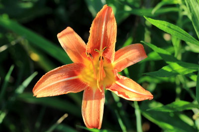 Orange Day-lily (Hemerocallis fulva), family Asphodelaceae