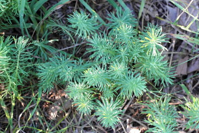 Cypress Spurge (Euphorbia cyparissias)