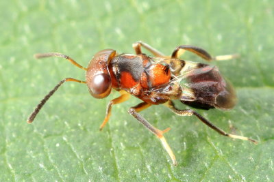 Superfamily Chalcidoidea - Chalcidoid Wasps