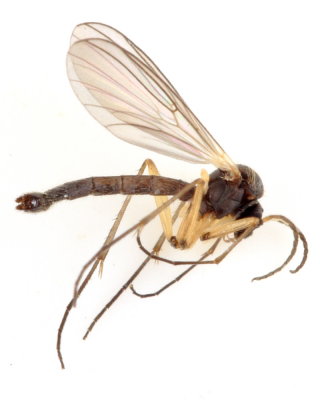 Boletina sp. (Gnoristinae)
