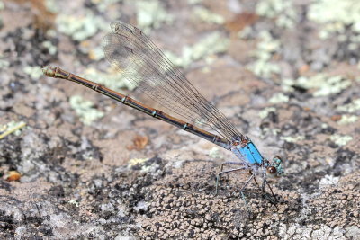 Powdered Dancer (Argia moesta)