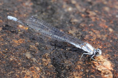 Powdered Dancer (Argia moesta)