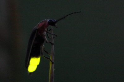 Family Lampyridae - Fireflies