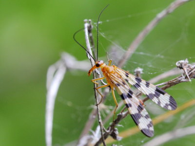 Order Mecoptera - Scorpionflies and allies