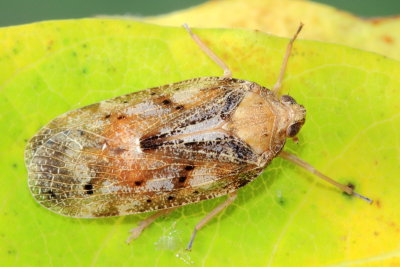 Cixidia variegata, family Achilidae