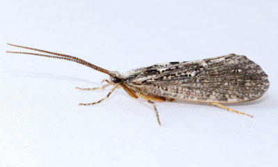 Phryganea sp.