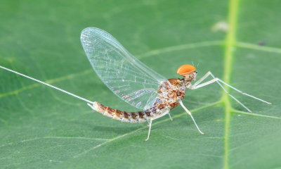 Order Ephemeroptera - Mayflies