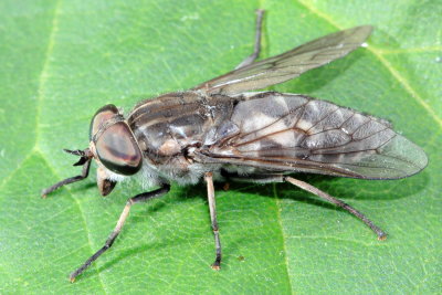 Tabanus marginalis