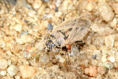 Big-eyed Bug (Geocoris bullatus), family Geocoridae