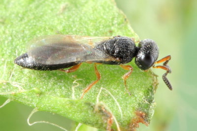 Family Platygastridae - Platygastrid Wasps