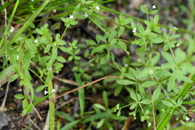 Clayton's Bedstraw (Galium tinctorium)