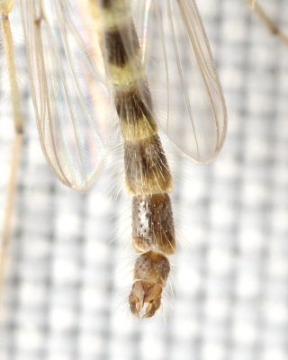 Chironomus (Chironomus) decorus group