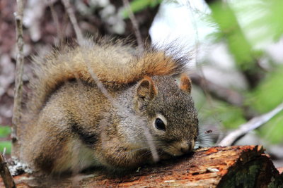 Red Squirrel (Tamiasciurus hudsonicus)