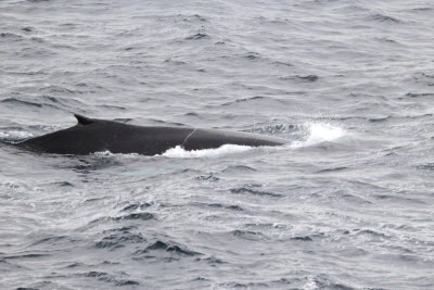 Humpback Whale (Megaptera novaeangliae)