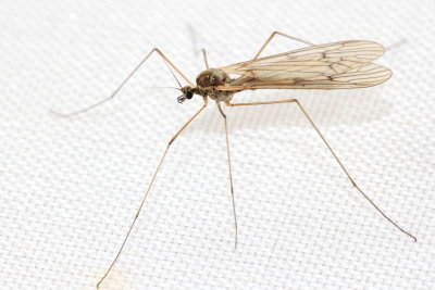 Trichocera bimacula