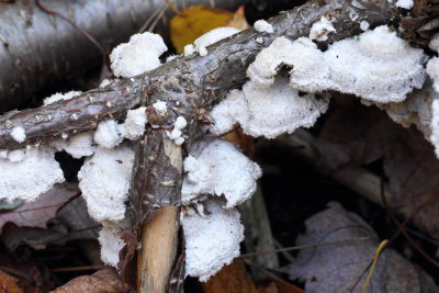 Common Split-gill (Schizophyllum commune)