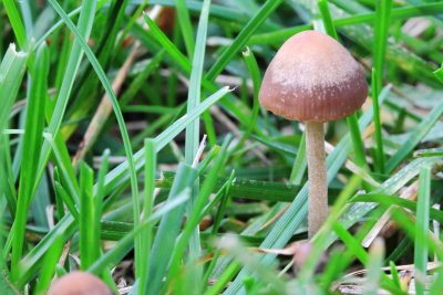 Lawn Mower's Mushroom (Panaeolus foenisecii)