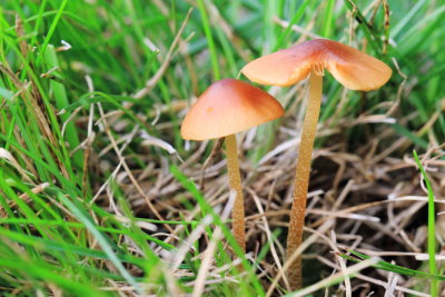 Conocybe sp.